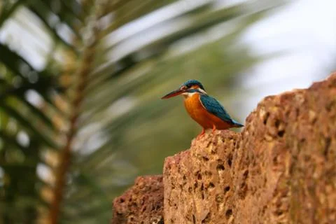 Kingfisher Stock Photos