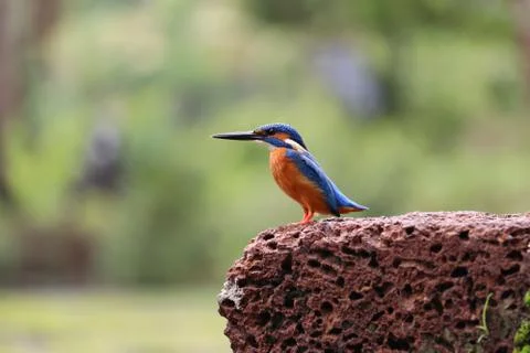 Kingfisher Stock Photos