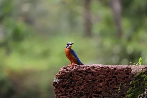 Kingfisher Stock Photos