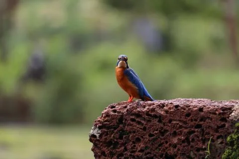 Kingfisher Stock Photos