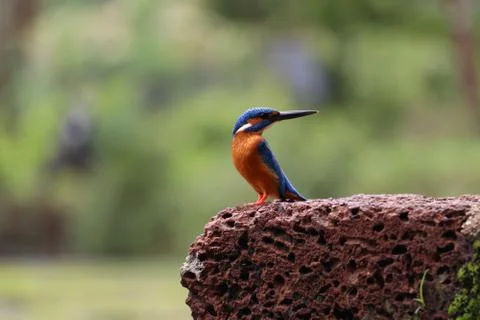 Kingfisher Stock Photos