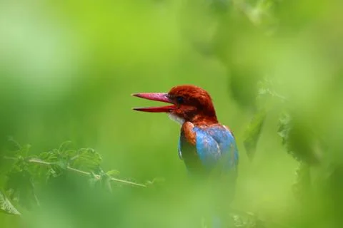 Kingfisher Stock Photos
