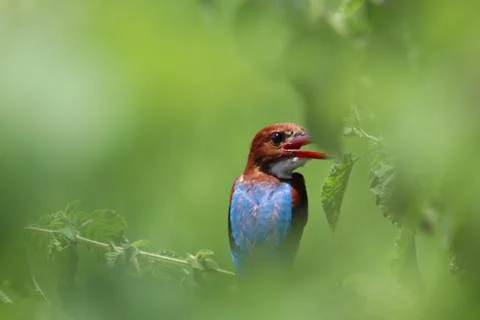Kingfisher Stock Photos
