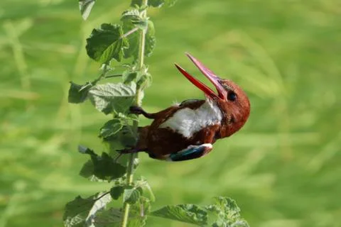 Kingfisher Stock Photos