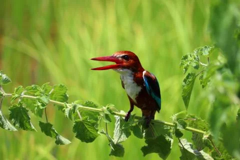 Kingfisher Stock Photos