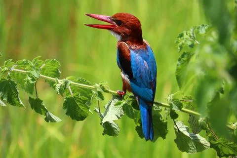 Kingfisher Stock Photos