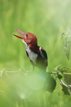 Kingfisher Stock Photos