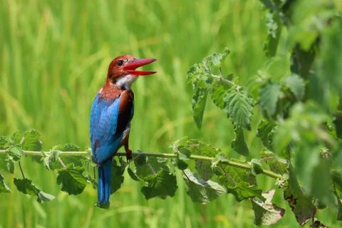 Kingfisher Stock Photos