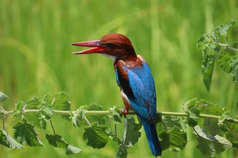 Kingfisher Stock Photos