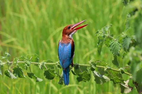 Kingfisher Stock Photos