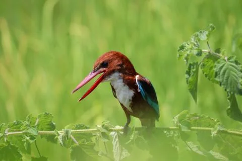 Kingfisher Stock Photos