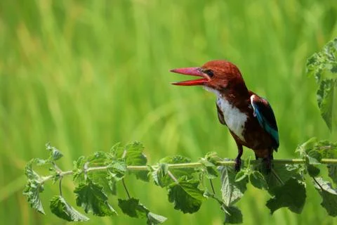 Kingfisher Stock Photos