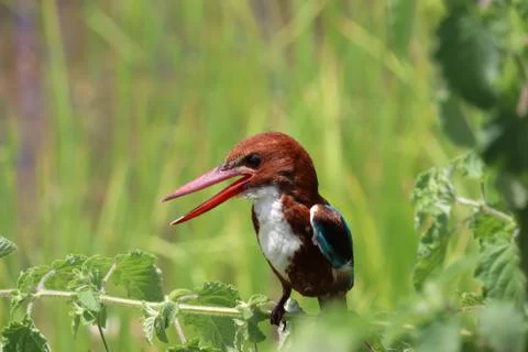 Kingfisher Stock Photos