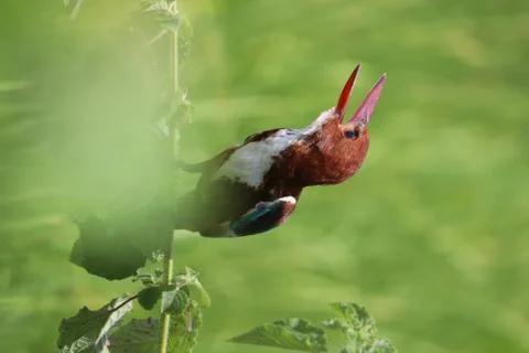 Kingfisher Stock Photos