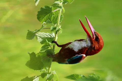 Kingfisher Stock Photos