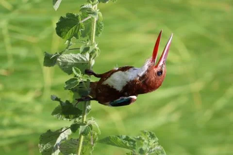Kingfisher Stock Photos