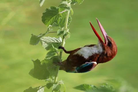 Kingfisher Stock Photos