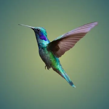 Kingfisher Stock Photos