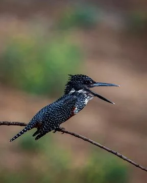Kingfisher Stock Photos