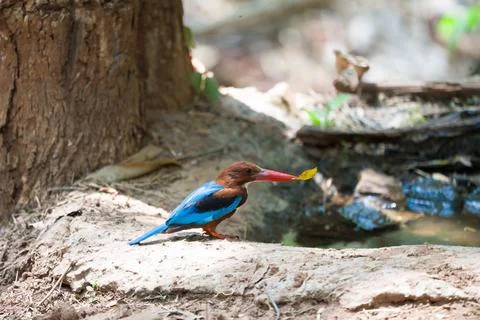 Kingfisher Stock Photos
