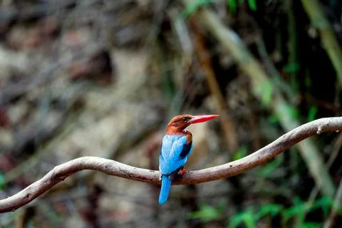 Kingfisher Stock Photos