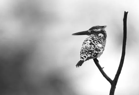 Kingfisher Stock Photos