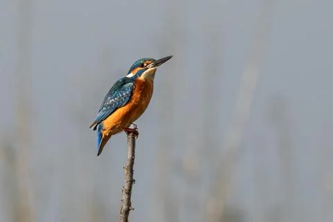 Kingfisher Stock Photos