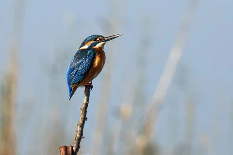Kingfisher Foto stock
