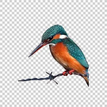Kingfisher Stock Photos