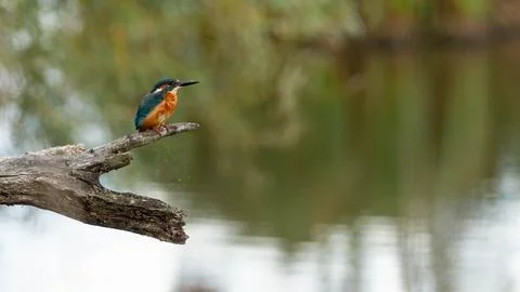 Kingfisher Stock Photos