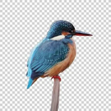 KingFisher 스톡 사진