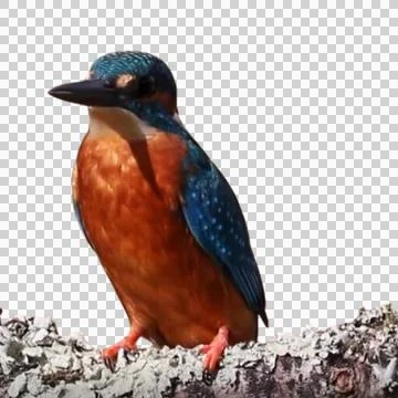 KingFisher 스톡 사진