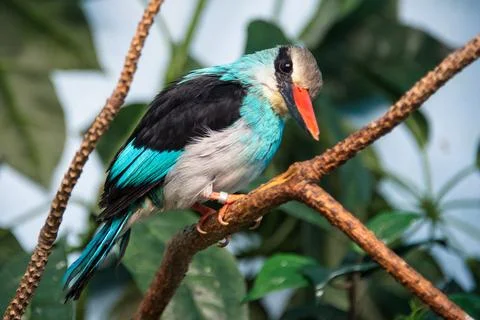 Kingfisher Stock Photos
