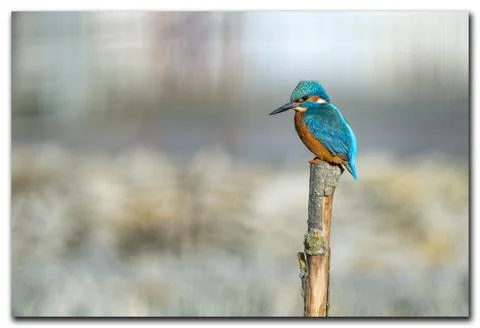 Kingfisher Foto stock