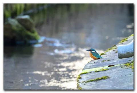 Kingfisher Foto stock