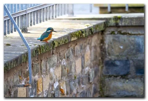Kingfisher Foto stock