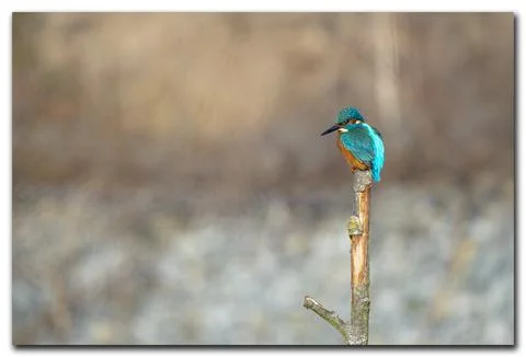 Kingfisher Stock Photos
