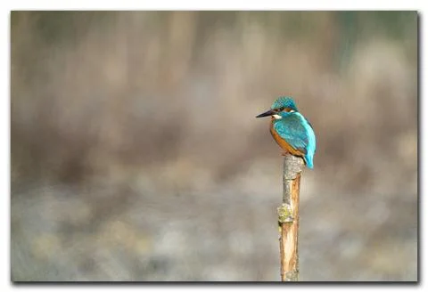 Kingfisher Foto stock