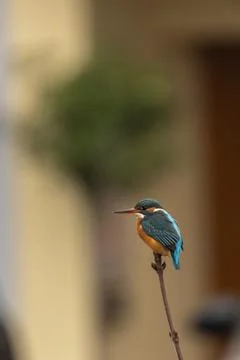 Kingfisher Stock Photos