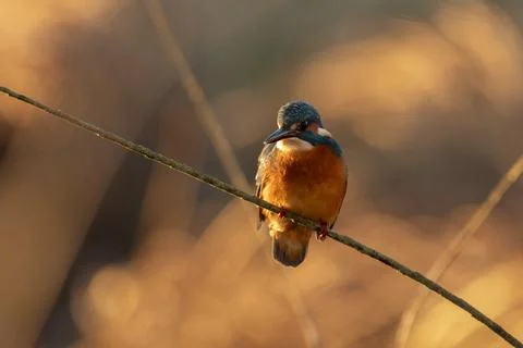 Kingfisher Stock Photos
