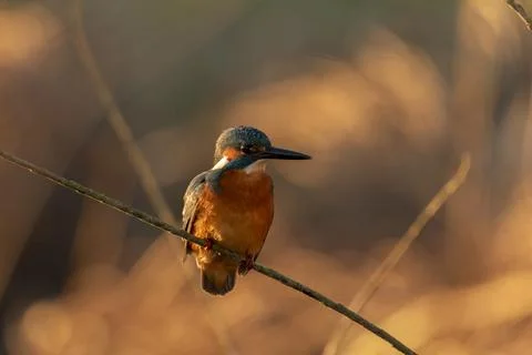 Kingfisher Stock Photos
