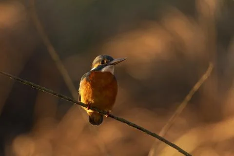 Kingfisher Stock Photos