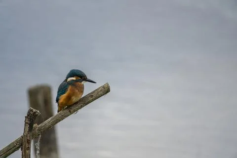 Kingfisher Foto stock