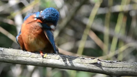 Kingfisher Preening. Stock Footage 67272313