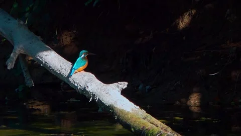 Kingfisher Preening in Summer Light – Close-Up Above River 스톡 동영상 314428405