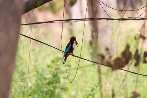 A Kingfisher resting on an electrical wire looking for a prey - hunt concept. Stock Photos