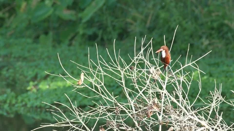 Kingfisher resting on the twig Stock Footage 102513372