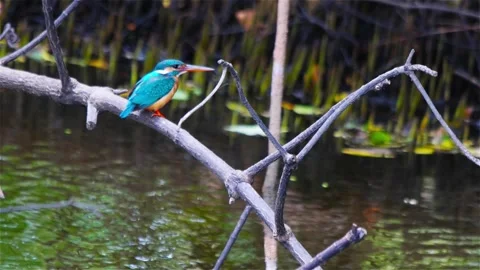 Kingfisher on a river Video stock 94255686