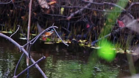 Kingfisher on a river, slow motion Stock Footage 94255738