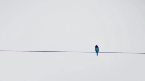A kingfisher sits on a tree branch Stock Footage 254694785